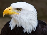 picture aguila Eagle Bald American Bald Bald_Eagle_Head_2_(6021915997)