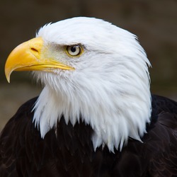 picture aguila Eagle Bald American Bald Bald_Eagle_Head_2_(6021915997)