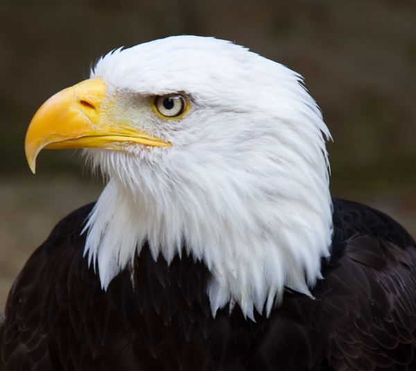 picture aguila Eagle Bald American Bald Bald_Eagle_Head_2_(6021915997)