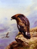 Eagle Golden bird photo aquila Thornburn_Archibald_A_Golden_Eagle