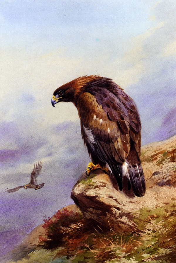 Eagle Golden bird photo aquila Thornburn_Archibald_A_Golden_Eagle