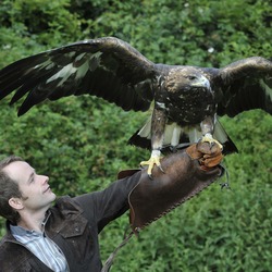 Eagle Golden photo bird aquila BillyandGoldenEagle