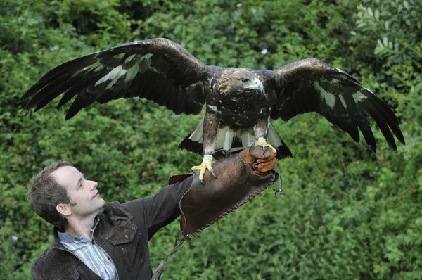 Eagle Golden photo bird aquila BillyandGoldenEagle