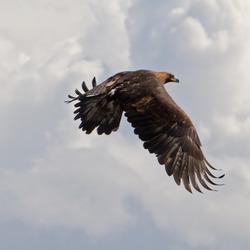 Eagle Golden photo bird aquila Golden_Eagle_in_flight_-_4