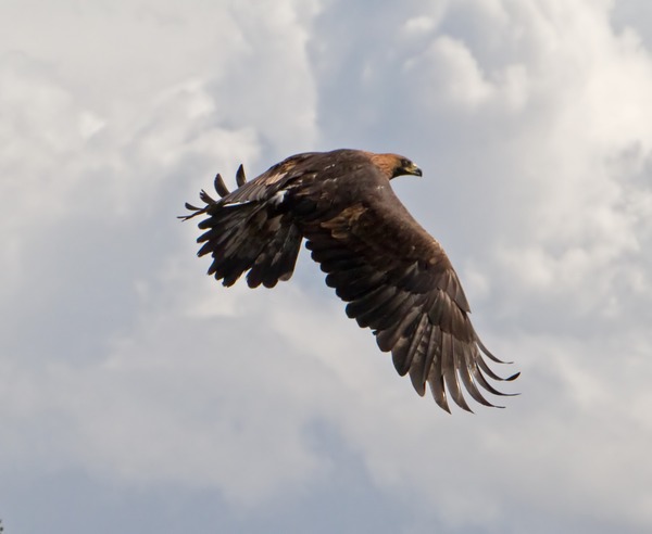 Eagle Golden photo bird aquila Golden_Eagle_in_flight_-_4