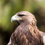 Eagles