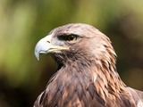 Golden eagle