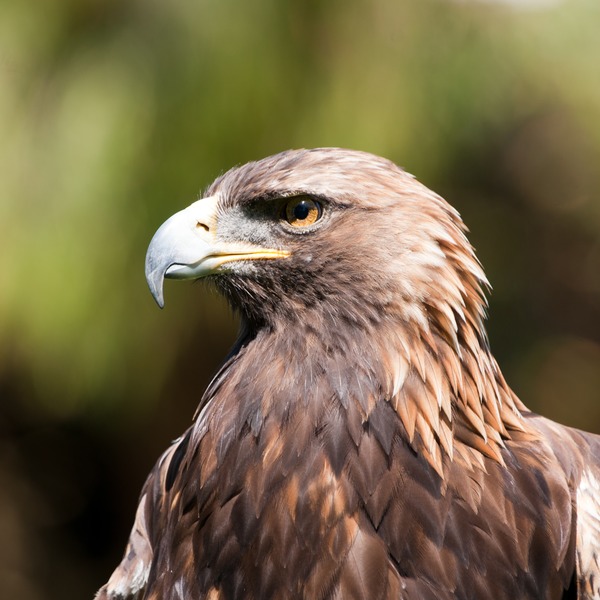 Golden eagle