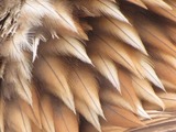 Eagle aquila bird Golden photo Golden_Eagle_feathers