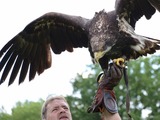 Eagle aquila bird Golden photo Golden_eagle_strike