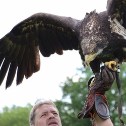 Eagle aquila bird Golden photo Golden_eagle_strike