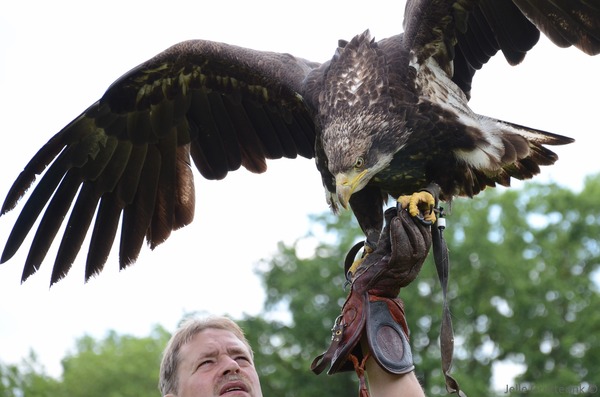 Eagle aquila bird Golden photo Golden_eagle_strike