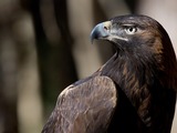 Eagle aquila bird photo Golden GoldenEagle-1_copy