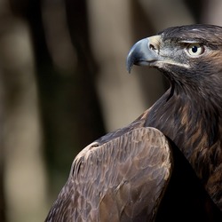 Eagle aquila bird photo Golden GoldenEagle-1_copy