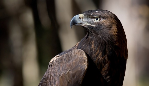 Eagle aquila bird photo Golden GoldenEagle-1_copy