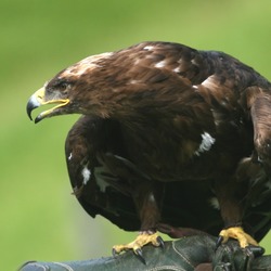 Eagle photo aquila bird Golden Golden_Eagle_(Aquila_chrysaetos)_(6)