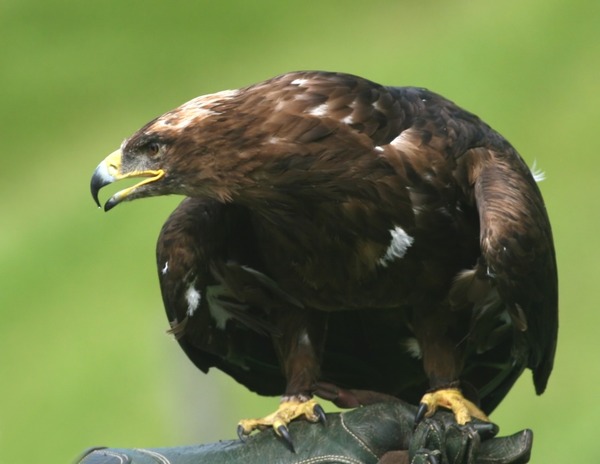 Eagle photo aquila bird Golden Golden_Eagle_(Aquila_chrysaetos)_(6)