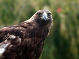 Eagle photo aquila bird Golden photo Eagle bird aquila Golden Golden_eagle_IMG_3220