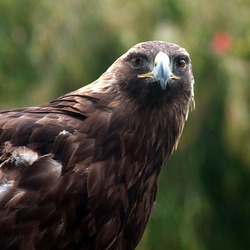 Eagle photo aquila bird Golden photo Eagle bird aquila Golden Golden_eagle_IMG_3220