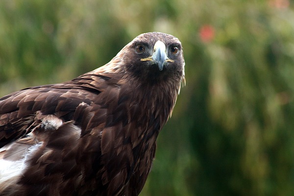 Eagle photo aquila bird Golden photo Eagle bird aquila Golden Golden_eagle_IMG_3220