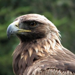 Golden Eagle bird aquila photo Golden_Eagle_(Aquila_chrysaetos)_head