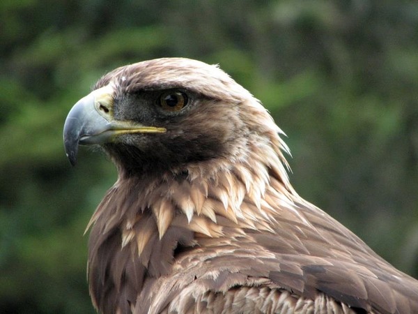 Golden Eagle bird aquila photo Golden_Eagle_(Aquila_chrysaetos)_head