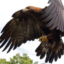 Golden Eagle bird photo aquila Golden_Eagle_in_flight_-_5