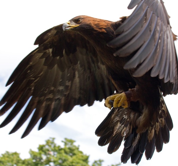 Golden Eagle bird photo aquila Golden_Eagle_in_flight_-_5