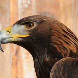 Golden Eagle bird photo aquila Steinadler,_Aquila_chrysaetos_02