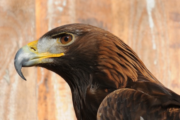 Golden Eagle bird photo aquila Steinadler,_Aquila_chrysaetos_02