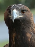 Golden Eagle photo aquila bird photo aquila Golden bird Eagle Golden-Eagle-Szmurlo