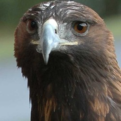 Golden Eagle photo aquila bird photo aquila Golden bird Eagle Golden-Eagle-Szmurlo