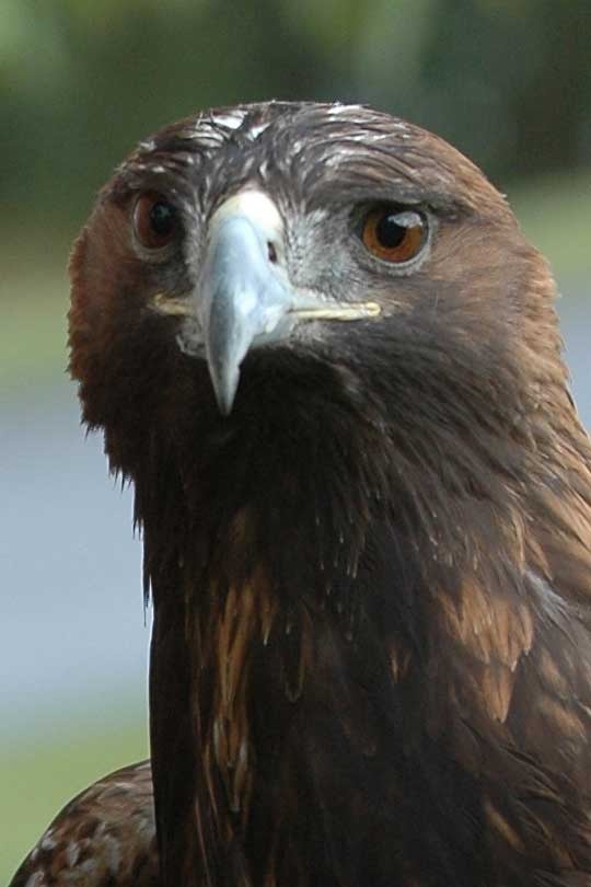 Golden Eagle photo aquila bird photo aquila Golden bird Eagle Golden-Eagle-Szmurlo