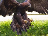 Golden aquila bird Eagle photo Golden_Eagle_1a_(6022386137)