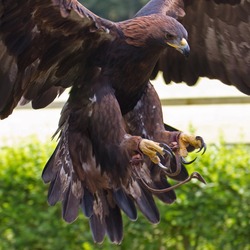 Golden aquila bird Eagle photo Golden_Eagle_1a_(6022386137)
