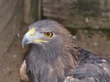 Golden aquila bird photo Eagle Aquila_chrysaetos_qtl1