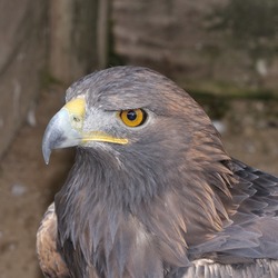 Golden aquila bird photo Eagle Aquila_chrysaetos_qtl1