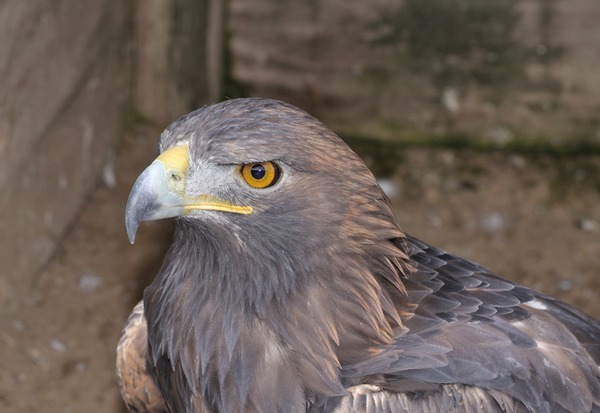 Golden aquila bird photo Eagle Aquila_chrysaetos_qtl1