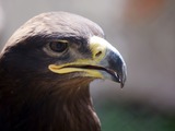 Golden aquila bird photo Eagle photo bird Golden Eagle aquila Golden_Eagle