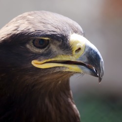 Golden aquila bird photo Eagle photo bird Golden Eagle aquila Golden_Eagle