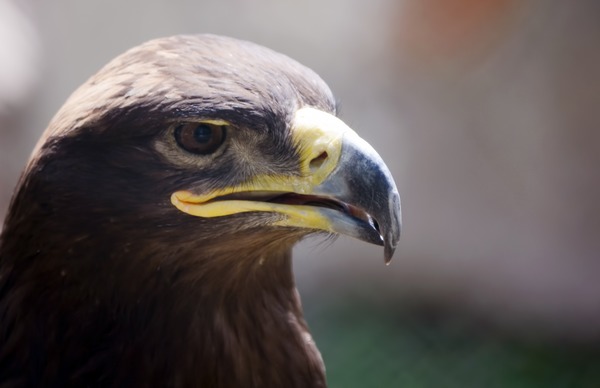 Golden aquila bird photo Eagle photo bird Golden Eagle aquila Golden_Eagle