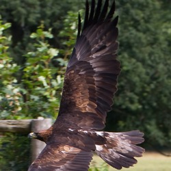 Golden bird Eagle aquila photo Golden_Eagle_6a_(6022918414)