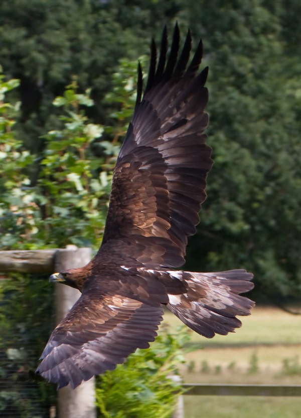 Golden bird Eagle aquila photo Golden_Eagle_6a_(6022918414)