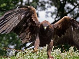 Golden bird Eagle aquila photo photo Eagle bird Golden aquila Golden_Eagle_8a_(6022365791)