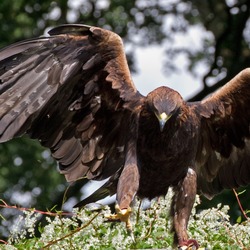 Golden bird Eagle aquila photo photo Eagle bird Golden aquila Golden_Eagle_8a_(6022365791)