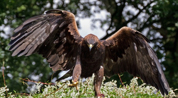 Golden bird Eagle aquila photo photo Eagle bird Golden aquila Golden_Eagle_8a_(6022365791)