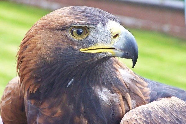 Golden bird aquila Eagle photo Orla_the_Golden_Eagle_(7992457847)