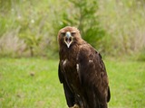 Golden bird photo Eagle aquila No_me_mires,_no_me_mires....