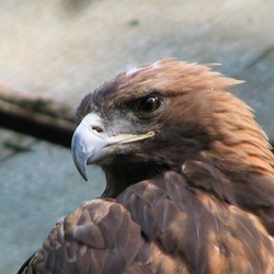 Golden bird photo aquila Eagle Aquila-chrysaetos-golden-eagle-0b