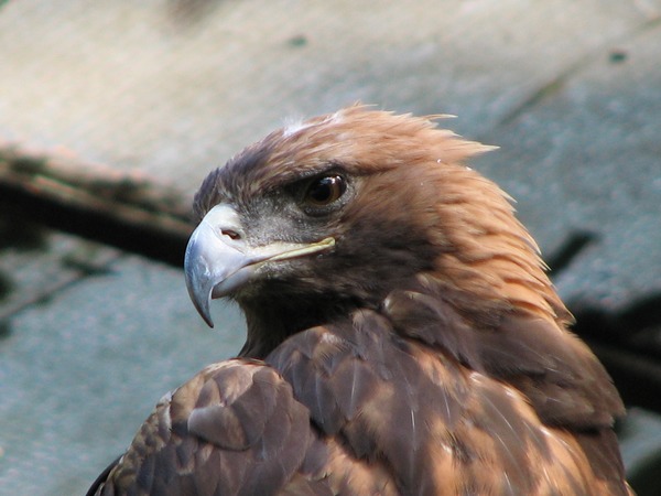 Golden bird photo aquila Eagle Aquila-chrysaetos-golden-eagle-0b